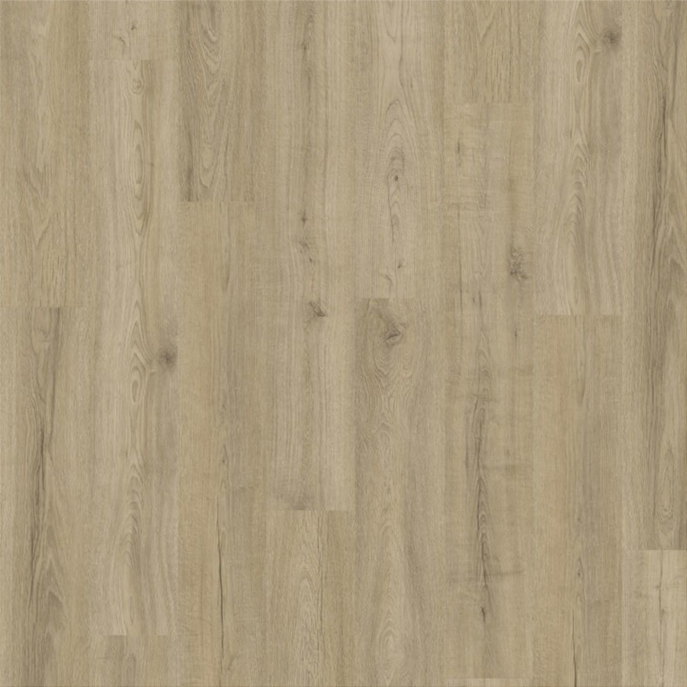 Canyon Oak 90296