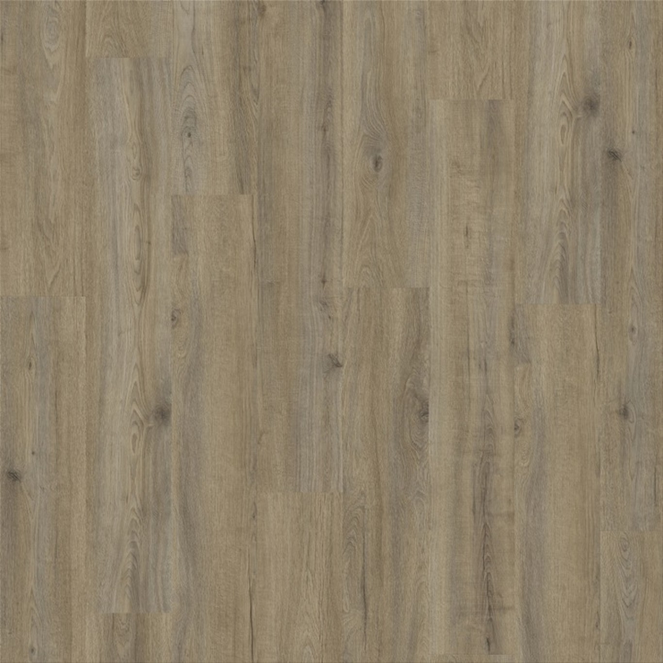 Canyon Oak 90841